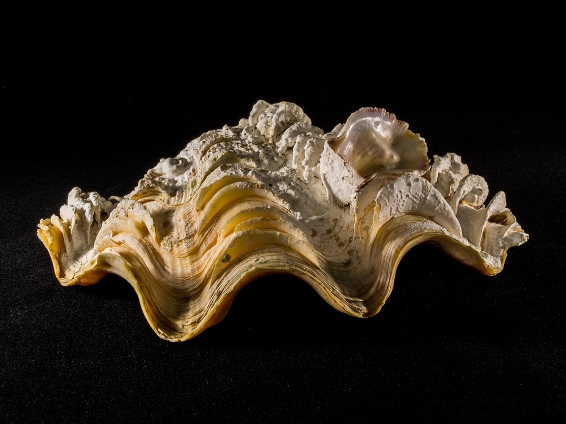 magnetic anti-scale device